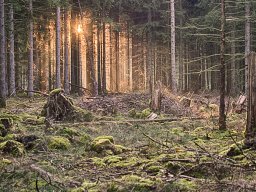 IMGP8700_HDR_Morgenstemning_i_naaleskoven